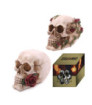 Figura Calavera Calavera y Rosas