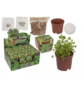 Trébol de la suerte en maceta de plástico